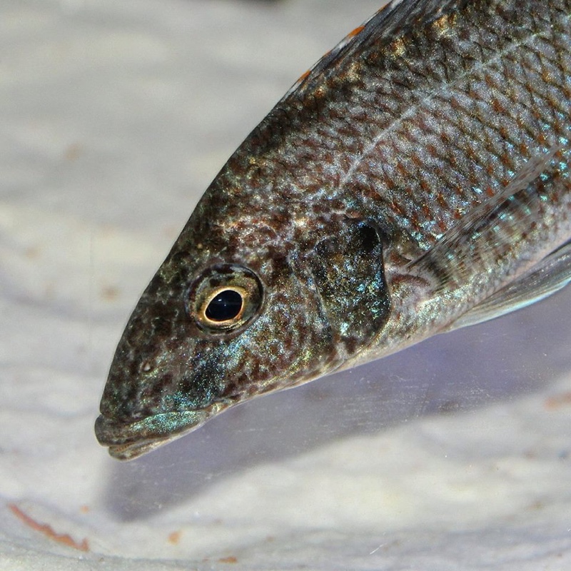 Nimbochromis linni